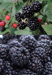 Blackberry Triple Crown Thornless